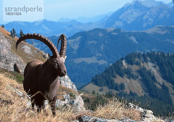 Alpensteinbock (Capra ibex)  Berner Oberland () (alps) (Europa) (Gebirge) (Berge) (Säugetiere) (Huftiere) (Paarhufer) (Klauentiere) (Wildziegen) (außen) (im Freien) (erwachsen) (stehen) (stehend) (Querformat) (horizontal)  männlich  Niederhorn  Schweiz  Europa