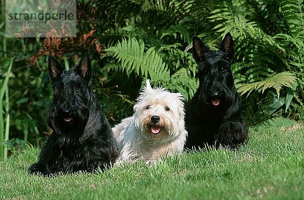Scottish Terrier und West Highland White Terrier  Westie