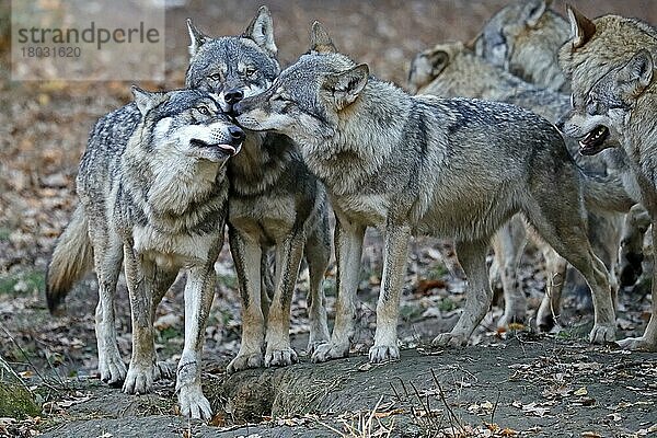 Europäischer Wolf (canis lupus) captive