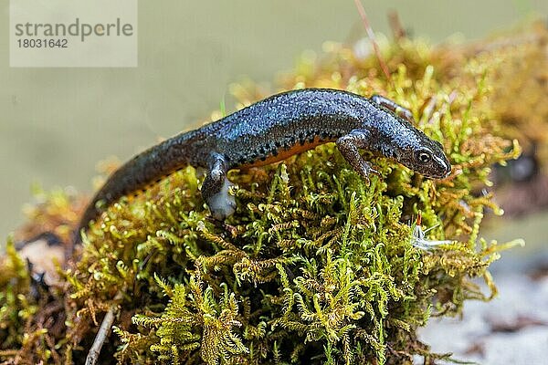 Bergmolch (Triturus alpestris)  Weibchen