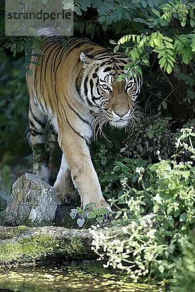 Sibirischer Tiger (Panthera tigris altaica)  Amurtiger  captive