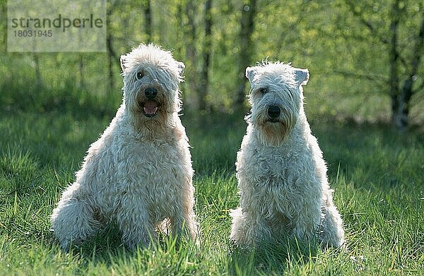 Irish Soft Coated Wheaten Terrier (Saeugetiere) (mammals) (animals) (Haushund) (domestic dog) (Haustier) (Heimtier) (pet) (außen) (outdoor) (Gegenlicht) (back light) (Querformat) (horizontal) (Wiese) (meadow) (sitzen) (sitting) (adult) (Paar) (pair) (zwei) (two)