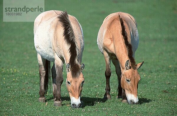 Przewalski-Wildpferde  Stuten  grasend  Przewalski-Pferde (Equus przewalskii) (Asien) (Säugetiere) (Huftiere) (Pferdeartige) (Unpaarhufer) (außen) (draußen) (frontal) (von vorne) (Wiese) (erwachsen) (fressen) (Ernährung) (Nahrung) (Fütterung) (zwei) (Querformat) (horizontal) (weiblich) (weiblich)