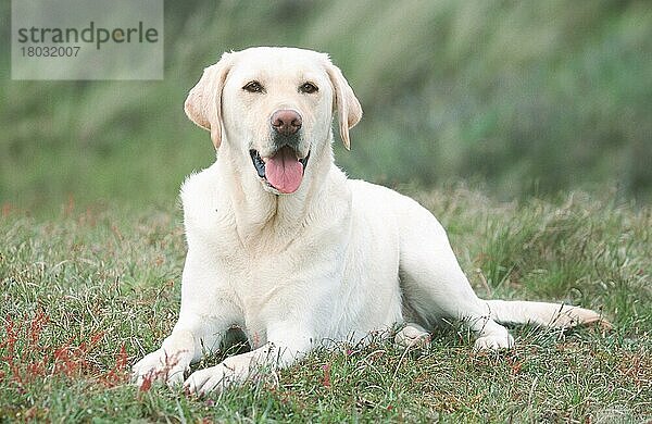 Labrador-Retriever  gelb/ (Saeugetiere) (mammals) (animals) (Haushund) (domestic dog) (Haustier) (Heimtier) (pet) (adult) (außen) (outdoor) (Wiese) (meadow) (Querformat) (horizontal) (hecheln) (panting) (liegen) (lying)