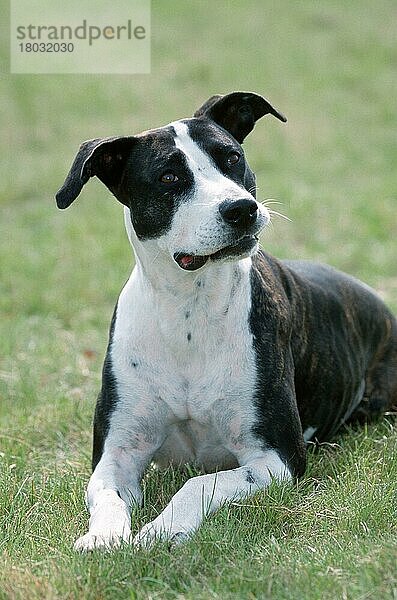 Mixed Breed Dog  Mischlingshund (Saeugetiere) (mammals) (animals) (Haushund) (domestic dog) (Haustier) (Heimtier) (pet) (außen) (outdoor) (Gegenlicht) (back light) (Wiese) (meadow) (aufmerksam) (alert) (liegen) (lying) (adult) (schwarz-weiß) (black & white)