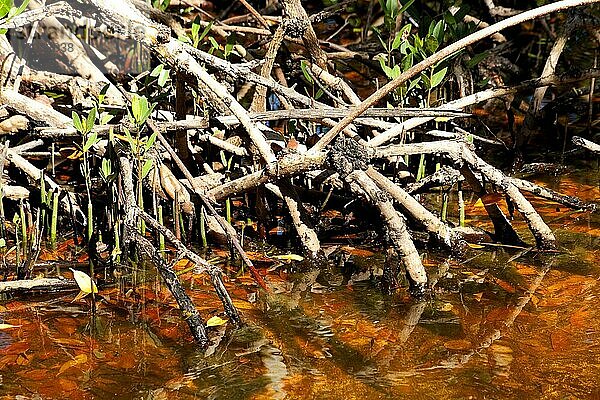 Mangroven im Ding Darling National Wildlife Refuge/ mangrove in Ding Darling National Wildlife Refuge  Florida  USA  Nordamerika