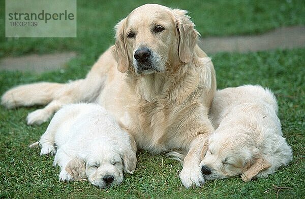 Golden Retriever und Welpen  7 Wochen