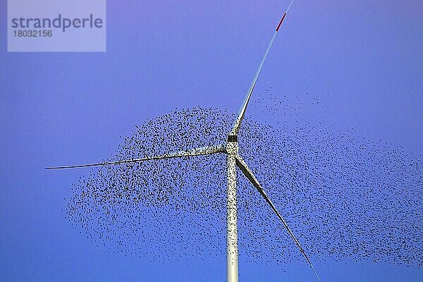 Europäischer Starenschwarm (Sturnus vulgaris) großer Schwarm Stare fliegt bei Sonnenuntergang an Windkraftanlage vorbei