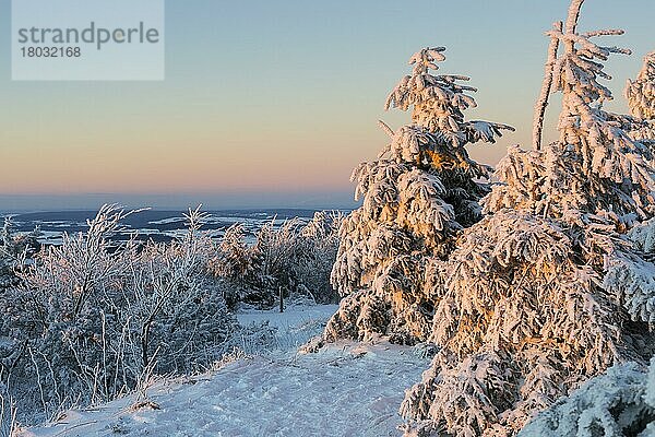 Sonnenuntergang und verschneite Nadelbäume auf dem Fichtelberg  Erzgebirge  Sachsen  Deutschland  Europa
