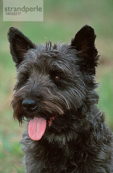 Mixed Breed Dog  Mischlingshund  Scotch-Terrier-Mix (animals) (Säugetiere) (mammals) (Haushund) (domestic dog) (Haustier) (Heimtier) (pet) (außen) (outdoor) (Kopf) (head) (Porträt) (portrait) (Zunge) (tongue) (schwarz) (black) (hecheln) (panting) (adult) (vertical)