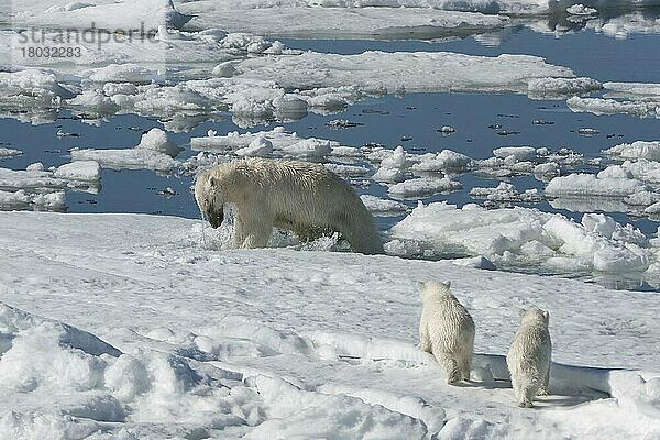 Eisbär  Weibchen und Jungtiere  jagt Ringelrobbe (Phoca hispida)  Spitzbergen  Svalbard-Inselgruppe  Barentsee  Polarbär (Thalassarctos maritimus) Eisscholle  Norwegen  Europa