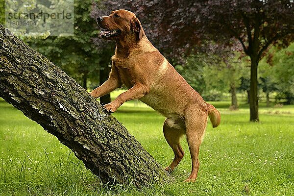 Labrador Retriever  gelb  Rüde  erwachsen  fuchsrot