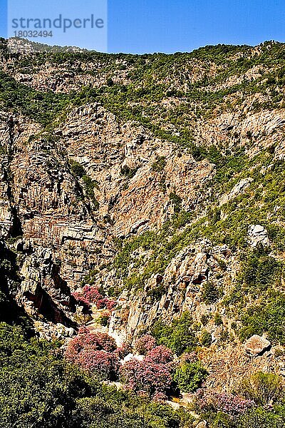 Tal des Oleanders  Sardinien  Italien  Europa