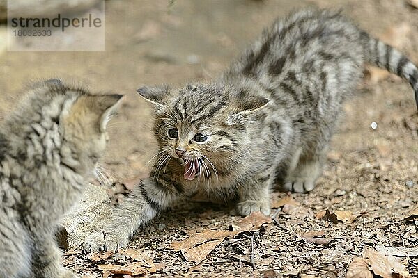 Europäische Wildkatzen (Felis silvestris)  Jungtiere  Nationalpark Bayerischer Wald  Bayern  captive  Deutschland  Europa