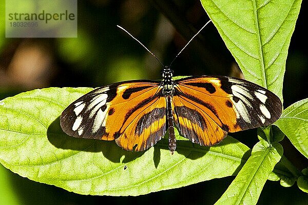 Schmetterling-Museum  Key West  Florida/ Key West Butterfly & Nature Conservatory  Key West  Florida  Key West  Florida  USA  Nordamerika