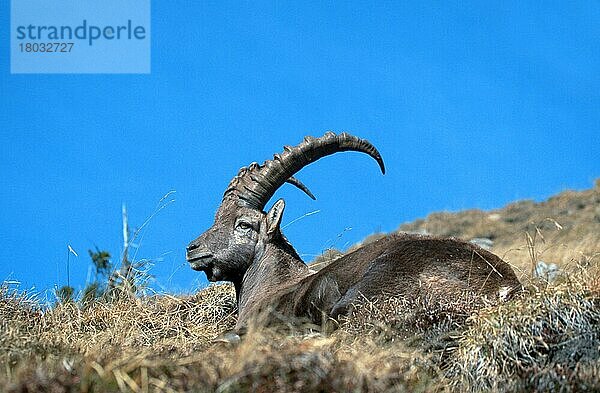 Alpensteinbock (Capra ibex)  Berner Oberland () (alps) (Europa) (Gebirge) (Berge) (mountains) (Säugetiere) (Huftiere) (Paarhufer) (Klauentiere) (Wildziegen) (wild goats) (außen) (outdoor) (seitlich) (side) (adult) (liegen) (lie) (lying) (Entspannung) (relaxing) (horizontal)  männlich  ruhend  Niederhorn  Schweiz  Europa