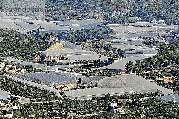 Mispelplantagen  Mispel (Mespilus)  Plantagen  Polop  Costa Blanca  Provinz Alicante  Europa  Spanien  Europa