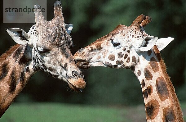 Giraffen (Giraffa camelopardalis)  Paar  belecken sich (Afrika) (Säugetiere) (Huftiere) (Paarhufer) (Klauentiere) (außen) (draußen) (Kopf) (Porträt) (Portrait) (seitlich) (Seite) (erwachsen) (Querformat) (horizontal) (zärtlich) (zart) (Zuneigung) (zwei) (zwei)