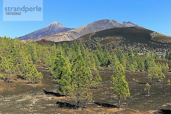 Teneriffa  Kanarische Inseln  Nationalpark del Teide Las Canadas  Vulkan Pico del Teide  Pico Viejo  Spanien  Europa