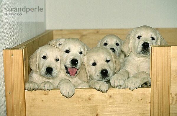 Golden Retriever  puppies  8 weeks old  Welpen  8 wochen alt (Saeugetiere) (mammals) (animals) (Haushund) (domestic dog) (Haustier) (Heimtier) (pet) (Jungtier) (young) (puppy) (frontal) (head-on) (von vorne) (innen) (Querformat) (horizontal) (aufrecht stehen) (standing erect) (neugierig) (curious) (Gruppe) (group) (fünf) (five)