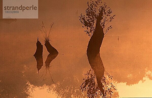 Moorsee in der Morgendämmerung  Nordrhein-Westfalen  Deutschland  Venner Moor  Dunst  haze  Silhouette  Stimmung  mood  Europa  Querformat  horizontal  See  Spiegelbild  mirror image  Europa