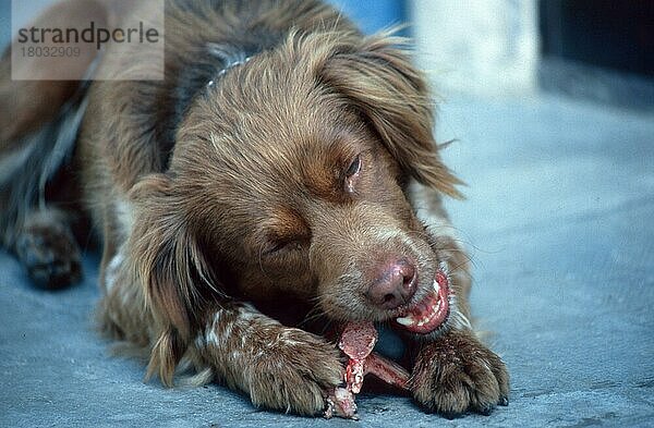 Mischlingshund  frisst Knochen  Mixed Breed Dog  eating bone