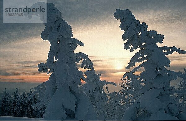 Schneebedeckte Bäume bei Sonnenuntergang (Europa) (Winter) (Nadelbäume) (Nadelbaum) (Querformat) (horizontal) (Silhouette)  Lusen  Nationalpark Bayerischer Wald  Deutschland  Europa