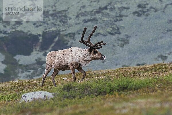 Rentier (Rangifer tarandus)