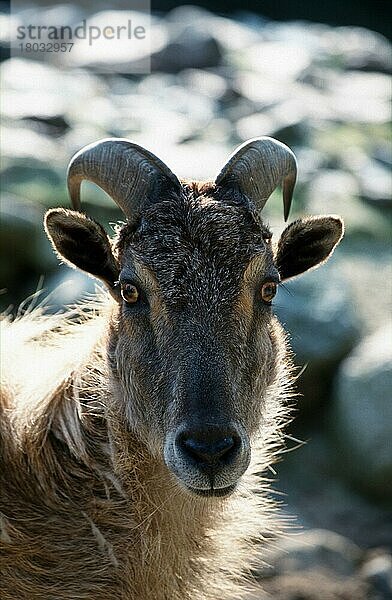 Himalaya-Thar  Weibchen (Hemitragus jemalahicus)  Himalayan Thar  female (Säugetiere) (mammal animals) (Huftiere) (Paarhufer) (cloven-hoofed animals) (asia) (außen) (outdoor) (Gegenlicht) (back light) (frontal) (von vorne) (Kopf) (head) (porträt) (portrait) (weiblich) (Wildziegen) (wild goats) (adult)