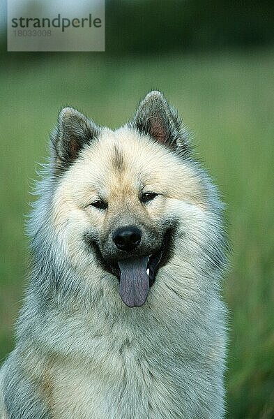 Eurasian  Eurasier (Saeugetiere) (mammals) (animals) (Haushund) (domestic dog) (Haustier) (Heimtier) (pet) (außen) (outdoor) (frontal) (head-on) (von vorne) (Kopf) (head) (Porträt) (portrait) (freundlich) (friendly) (hecheln) (panting) (sitzen) (sitting) (adult)