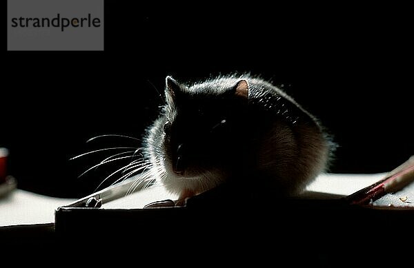 Zwerghamster (Phodopus sungorus)  Sibirischer Hamster  Russischer Hamster