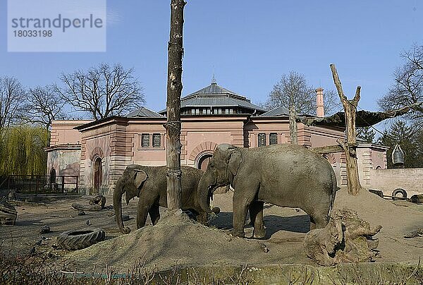 Asiatischer Elefant (Elephas maximus)  Zoo  Breslau  Niederschlesien  Polen  Europa