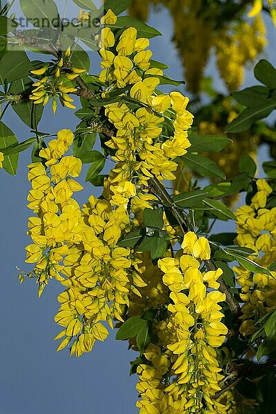 Goldregen (Laburnum anagyroides)