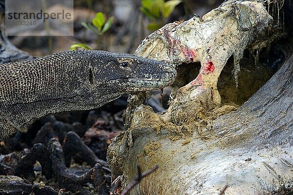 Komodowaran (Varanus komodoensis)  an Büffelkadaver im Mangrovenbereich  Insel Rinca  Indonesien  Asien