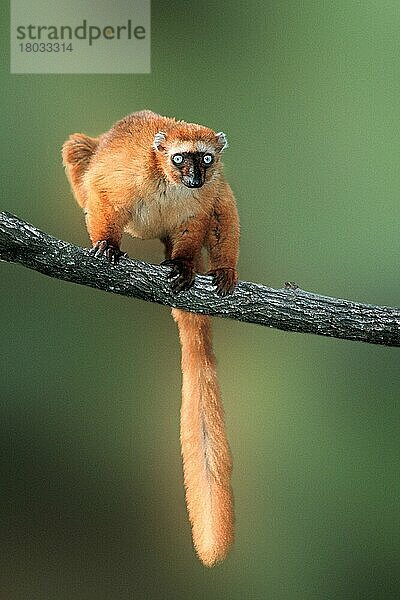 Blauaugenlemur  weiblich (Eulemur macaco flavifrons) (Madagaskar) (Madagaskar) (Tiere) (Ast) (frontal) (von vorne) (stehen) (standing) (adult) (Säugetiere) (Halbaffen) (Primaten) (lemurs) (primates) (vertical)