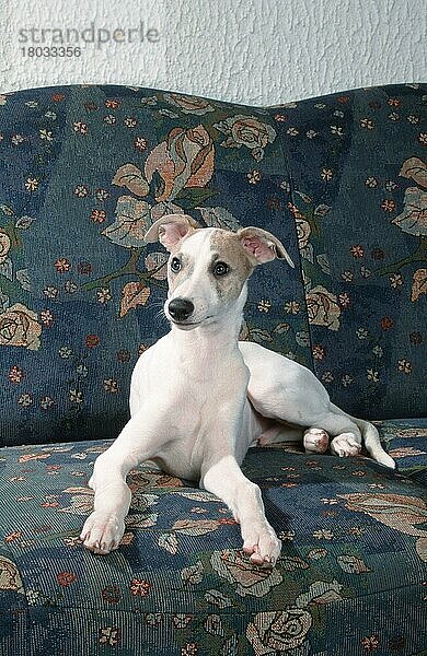 Whippet puppy  Whippet  Welpe (Saeugetiere) (mammals) (animals) (Haushund) (domestic dog) (Haustier) (Heimtier) (pet) (frontal) (head-on) (von vorne) (innen) (Sofa) (liegen) (lying) (Jungtier) (young)