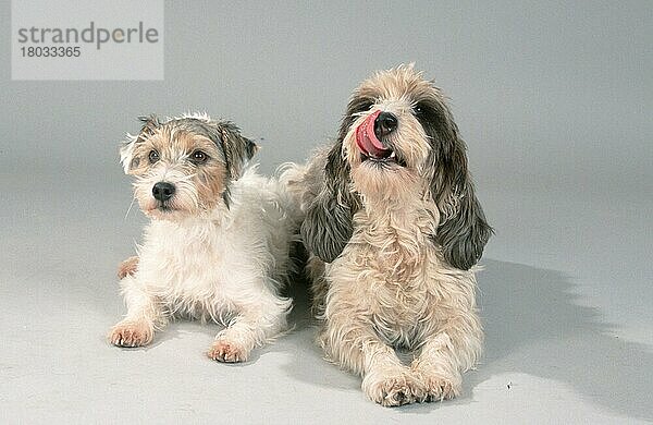 Parson Jack Russell Terrier und Petit Basset Griffon Vendeen