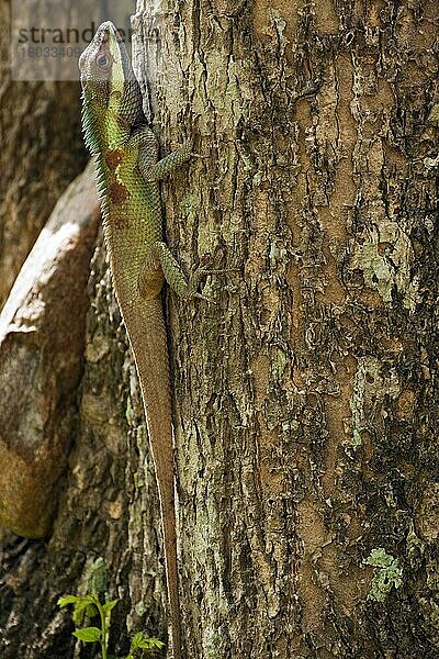 Blutsaugeragame (Calotes versicolor)  Indische Schönechse  Khao Yai National Park  Thailand  Asien