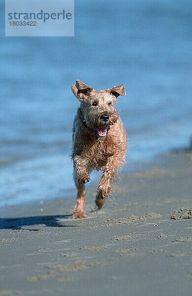 Irish Terrier (Saeugetiere) (mammals) (animals) (Haushund) (domestic dog) (Haustier) (Heimtier) (pet) (außen) (outdoor) (frontal) (head-on) (von vorne) (Strand) (beach) (adult) (Bewegung) (motion) (laufen) (rennen) (running)