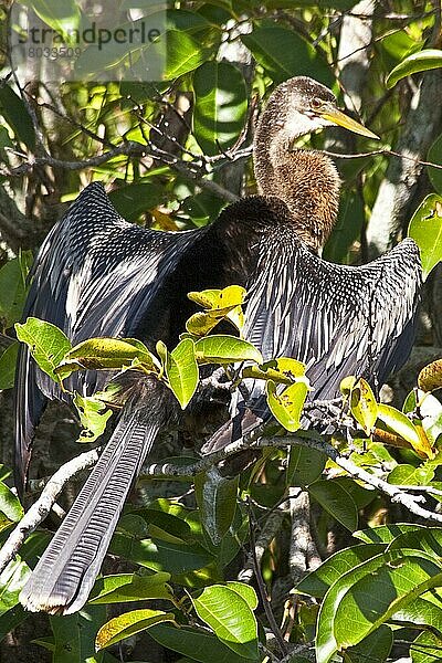 Schlangenhalsvogel  Everglades National Park  Florida/ Anhinga  Everglades National Park  Florida  Everglades National Park  Florida  USA  Nordamerika