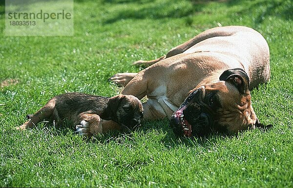Bullmastiff and Border Terrier puppy  Bullmastiff und Border Terrier-Welpe (Saeugetiere) (mammals) (animals) (Haushund) (domestic dog) (Haustier) (Heimtier) (pet) (außen) (outdoor) (Gegenlicht) (back light) (Wiese) (meadow) (liegen) (lying) (Vertrauen) (trust) (confidence) (adult) (Jungtier) (young) (Mutter & Kind) (mother & baby) (zwei) (two)