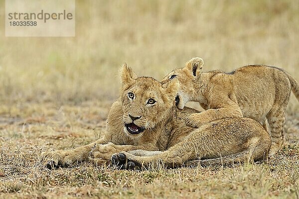 Zwei Junglöwen (Panthera leo)  Massai-Mara-Wildschutzgebiet  Kenia  Afrika