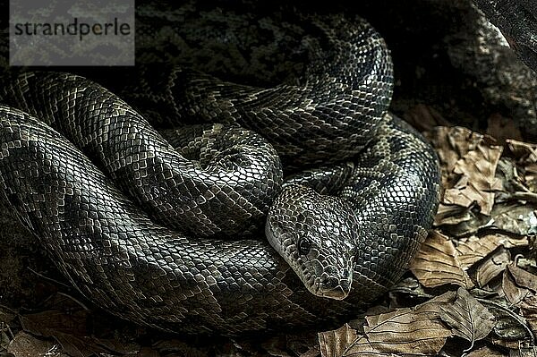 Kubanische Schlankboa  Kubanische Schlankboas  Andere Tiere  Reptilien  Schlangen  Tiere  Cuban boa (Epicrates angulifer) (Chilabothrus angulifer) resting curled up under rock  native to Cuba and the Bahamas