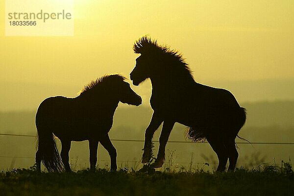 Islandic Horses at twilight  Islandponies in der Abenddämmerung  Isländer  portfolio_haustiere