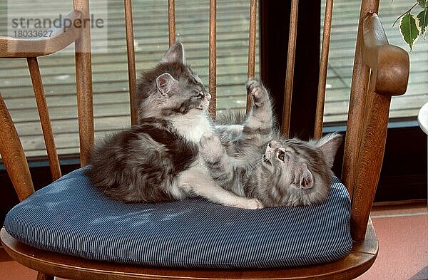 Maine Coon Katzen  Kätzchen  spielen miteinander  Stuhl