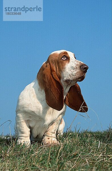 Basset Hound  lemon-white  lemon-weiss (animals) (Säugetiere) (mammals) (Haushund) (domestic dog) (Haustier) (Heimtier) (pet) (außen) (outdoor) (Wiese) (meadow) (frontal) (head-on) (von vorne) (sitzen) (sitting) (adult) (vertical)