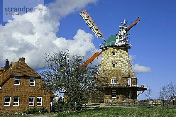 Windmühle  Neubukow  Mecklenburg-Vorpommern  Deutschland  Europa