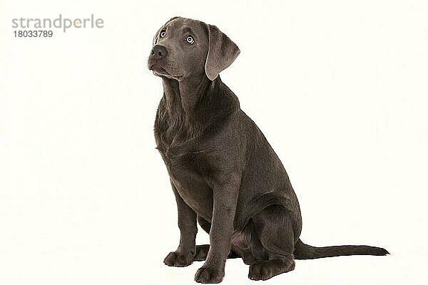 Labrador-Retriever  silber  Rüde  Junghund  5 Monate