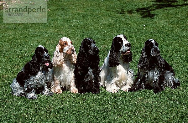 Englischer Cockerspaniel