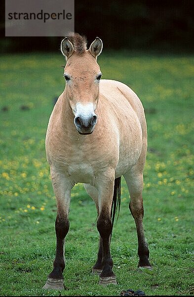 Przewalski-Pferd (Equus przewalskii)  Stute  Przewalski's Wild Horse  mare (Säugetiere) (mammals) (Huftiere) (hoofed animals) (Pferde) (horses) (Pferdeartige) (equids) (Unpaarhufer) (asia) (außen) (outdoor) (frontal) (von vorne) (Wiese) (meadow) (weiblich) (female) (aufmerksam) (alert) (stehen) (standing) (adult) (vertical)